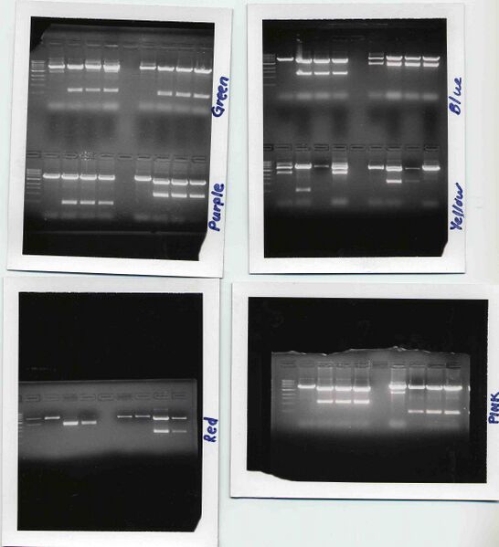 File:Macintosh HD-Users-nkuldell-Desktop-Clones TRlab(06).jpg