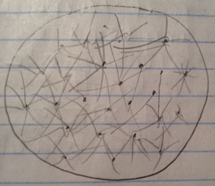 File:Nbonan 13 07 2014 rhizopus stolonifer.JPG