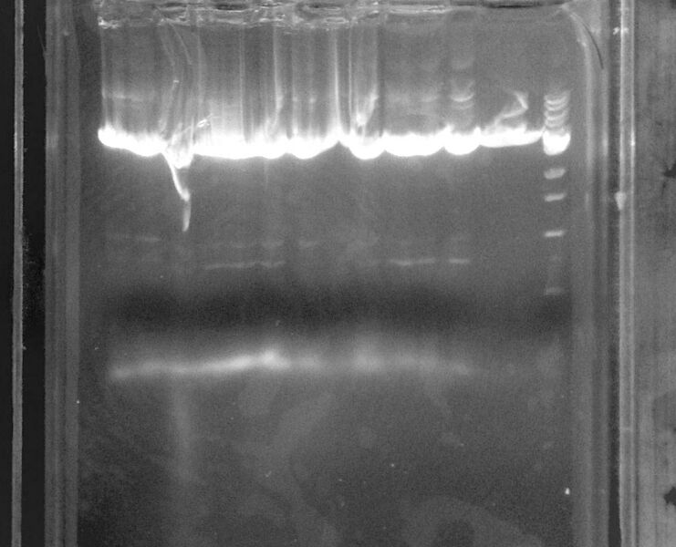 File:070710 pcrgel.jpg