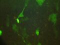 W/F Green - These are mouse embryonic stem cells expressing the calcium indicator with 0.2mM Histamine stimulation