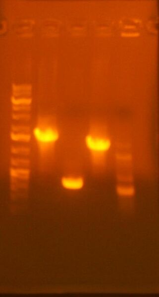 File:7-17 col pcr assembly.jpg