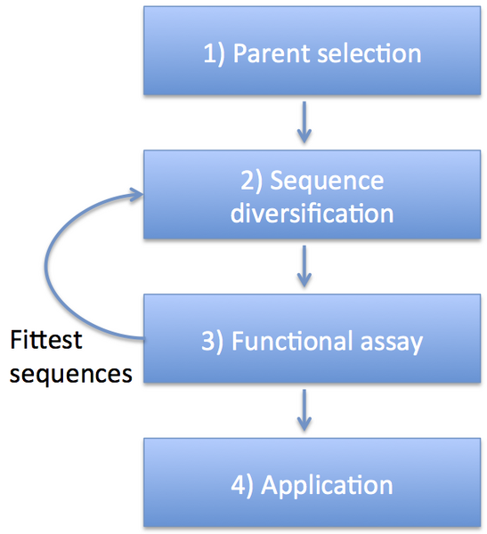 File:Directed evolution image.png