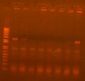 Thumbnail for version as of 17:27, 20 July 2010