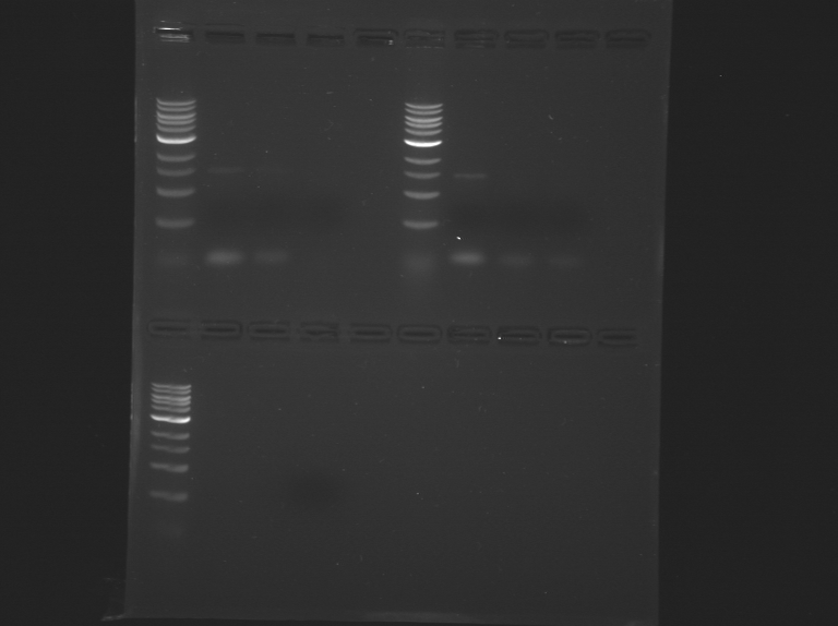 File:S15-M1D4 TR-Ylw-Prpl-Blue.jpg