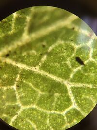 Clover under microscope