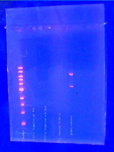 File:Analytical mini-gel 7-21-11 copy.jpg