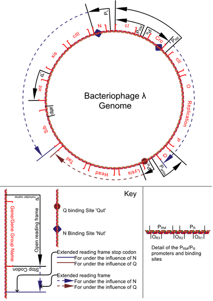 File:Bacteriophage lambda genome.png