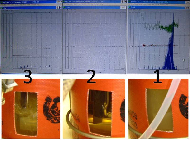 File:Fermentation 123.jpg