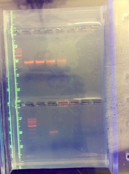 File:Gel electrophoresis transect 2.jpg