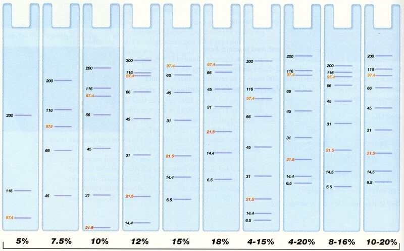 File:Gel resolution zs.jpg