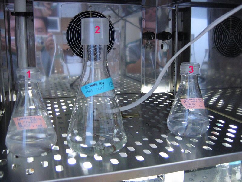File:Incubator uppershelf 2006-07-07.jpg