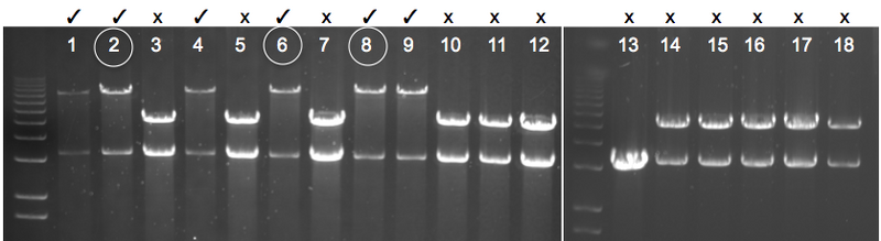 File:KAH 121109 gel1.tif