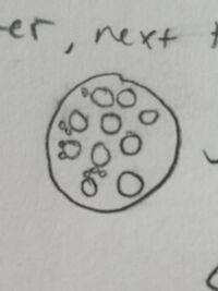 Drawing of Niche 1 Organism