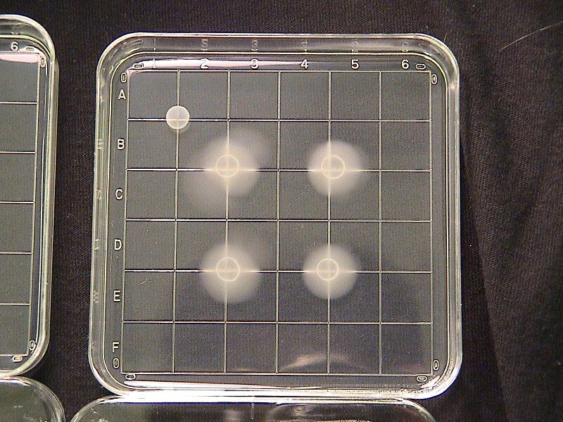 File:PSUigem200630EikenAgar Sender+Receiver 1 19hours.JPG