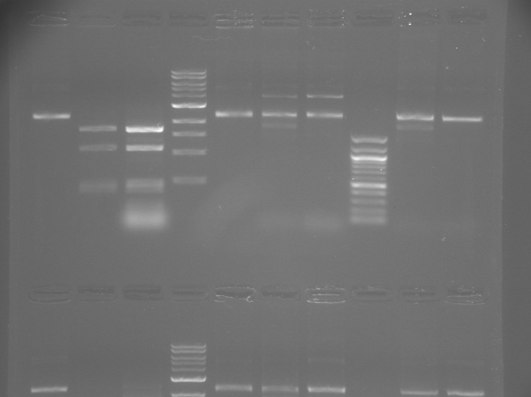 File:S12 M2D5 TR gel-Yellow.jpg