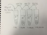 Serial Dilution Procedure