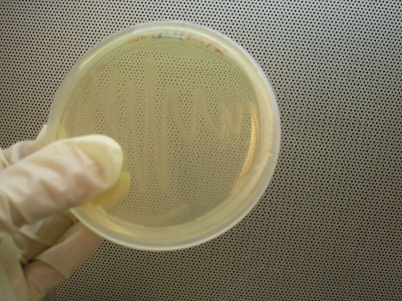 File:Streaked plate.jpg