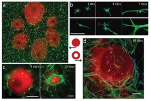 Fig. 9: Photopatterning of cell-laden Pluronic–fibrinogen hydrogels infl uences in situ cellular morphogenesis. GFP-expressing fibroblasts are cultured within a physically crosslinked hydrogel of Pluronic–fibrinogen with rhodamine-labeled Pluronic F127-acrylate (red) co-immobilized in regions of chemical crosslinking (a). The cells (in green) orient at the interface between the stiff regions (in red) and the softer regions (in black). Different exposure times are shown in (a) to demonstrate the effects on the cell behavior and pattern size. Fibroblasts grown in control hydrogels (not patterned) with physical–chemical crosslinking (b, top) or physical crosslinking alone (b, bottom) exhibited different time-dependent morphological features, which were consistent with their respective environments in the patterned system (the Supporting Information). The mechanical landscape of the Pluronic–fibrinogen hydrogels affects the cellular morphogenesis particularly at the interface between the stiff and soft regions, as indicated after 10 days in cultures with columnar patterns that are solid (c) or hollow (d). GFP-labeled cells (green) with rhodamine-labeled Pluronic F127-acrylate (red) are shown in (a,c); FITC-phalloidin (green) with DAPI nuclear staining is shown in b) and combined with rhodamine-labeled Pluronic F127-acrylate (red) in (d). Scale bars = 100 μm [23]