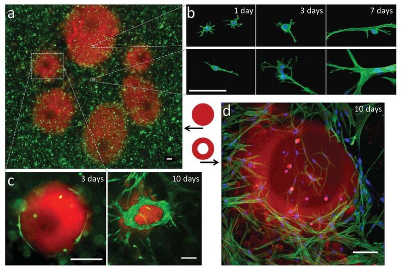 File:Tewiki fig9.jpg