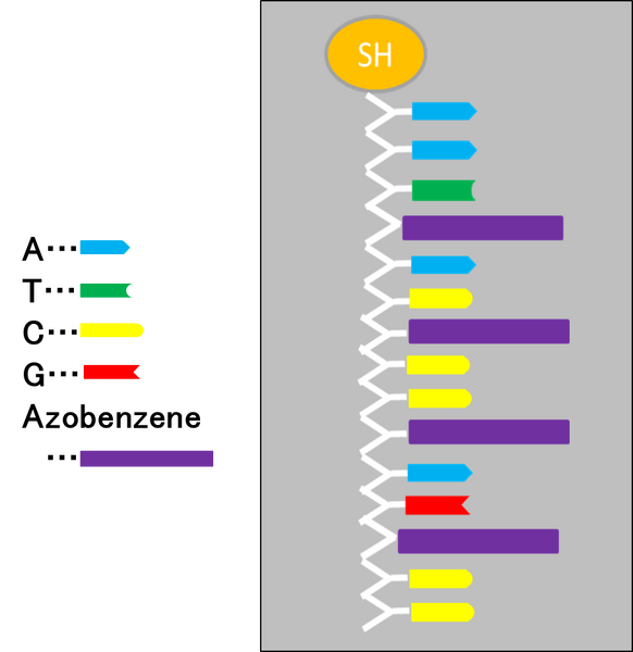 File:BIOMOD-TNJ-azobenzen5.png