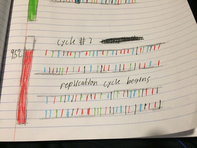 File:Group 3 DNA Picture 4.jpeg