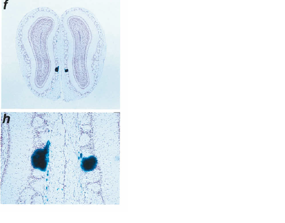 File:Olfactory bulb.bmp
