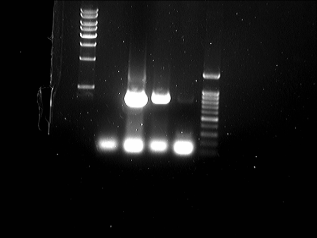 File:PKU-080817-ligation test-D-1.tif