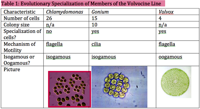 File:Table 1 Lab 1 HHS.png
