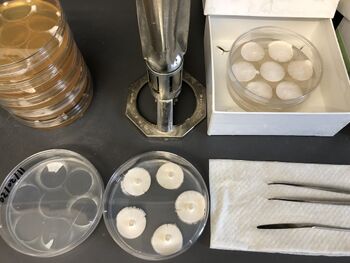 Co-culture of A. tumefaciens transformation and G. lucidum.