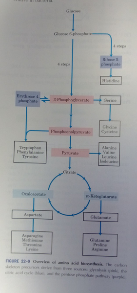 File:Amino acids from central metabolism.jpg