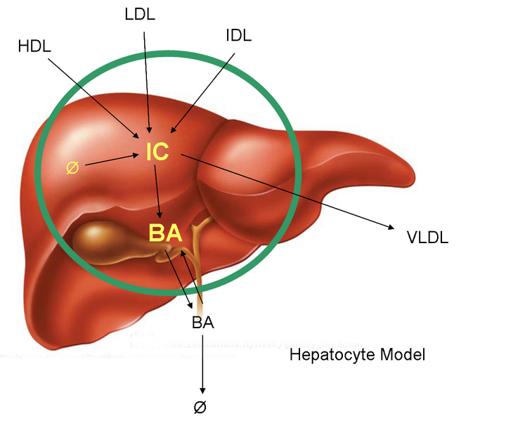 File:Hepatocytemodel.png