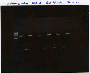 Gel with purified samples, W/F section