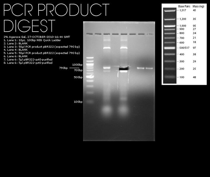 File:27102010-2prcnt-gel-pBR322-pcr.jpg