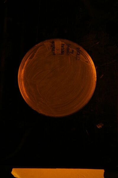 File:IMG 5134.JPG