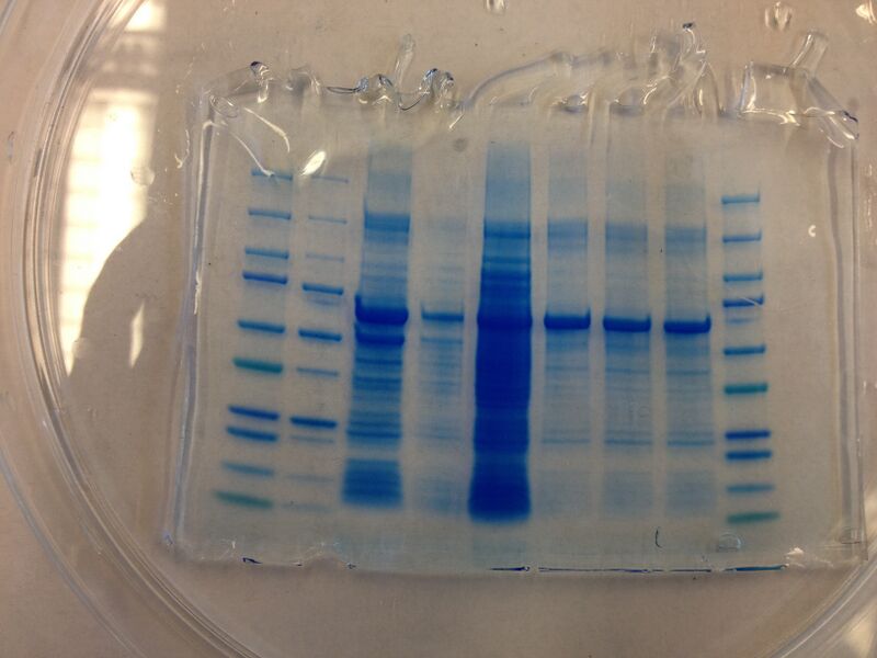 File:S13 M2D7 WF Purple.JPG