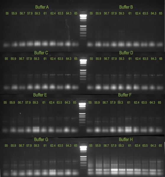 File:20110624 Gel.jpg