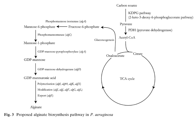 File:Alg pathway1.jpg