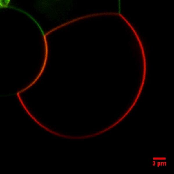 File:BM12 nanosaurs Kissing.control.amazing.lsm (RGB)SB-800.jpg