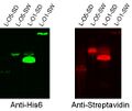 Western blots of cell surface streptavidin constructs