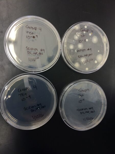 File:Colony morphology 2.jpg