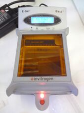 Our E-gel machine from invitrogen