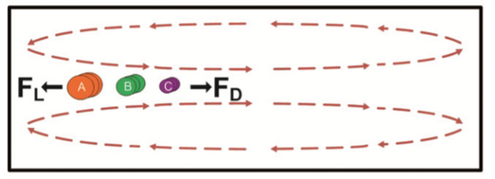 Figure 12. Dean vorticies formed in spiral channels [9]