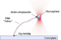 Thumbnail for version as of 06:33, 31 October 2007