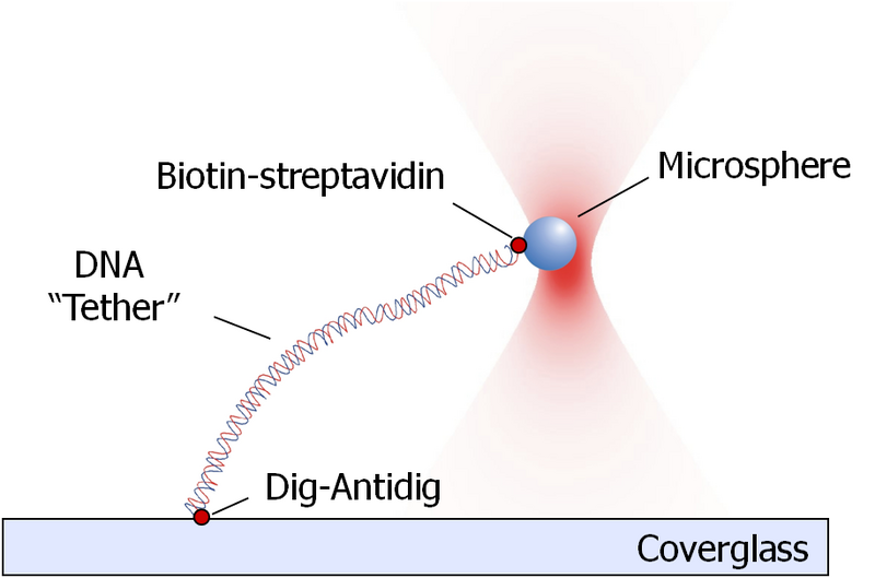 File:Glass-DNA-Microsphere Tether.png