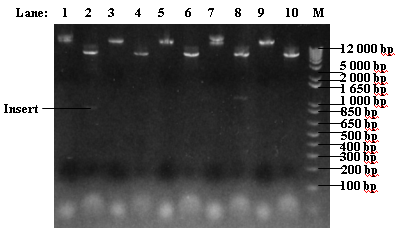 File:ICGEMS T7GEL4.bmp