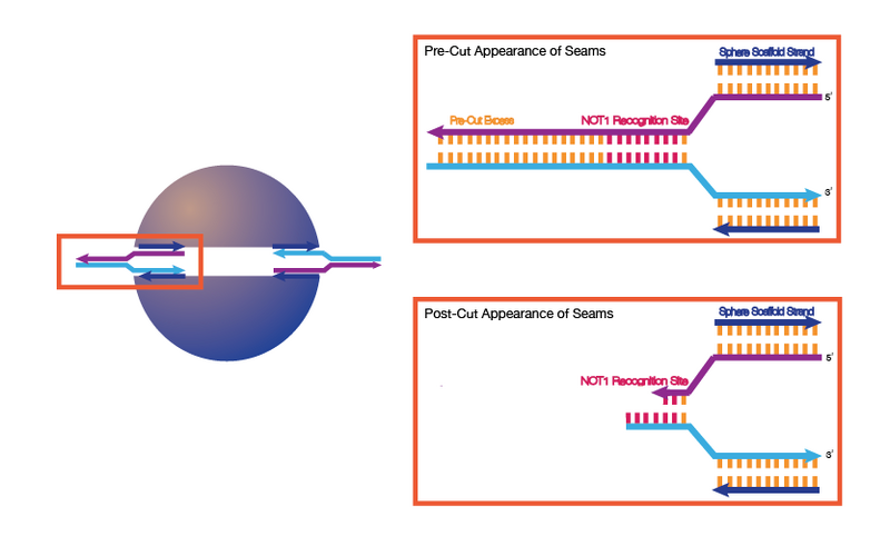 File:RestrictionEnzymeModel2.jpg