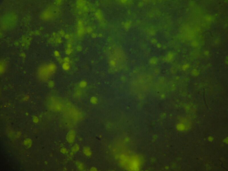 File:Slide 2, Well 3.jpg