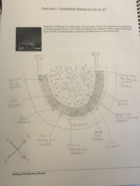 File:Transect Aerial View Rachel Weger.JPG
