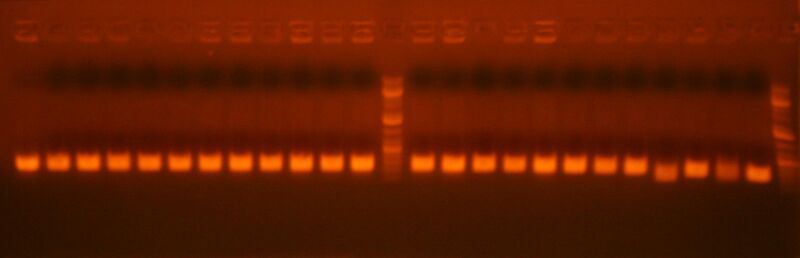 File:7-6 colony pcr pcr 2 ig239.jpg