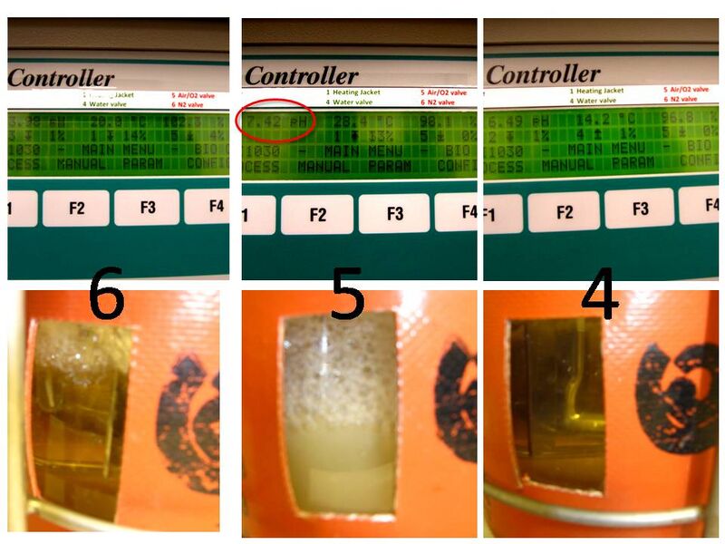 File:Fermentation 456.jpg